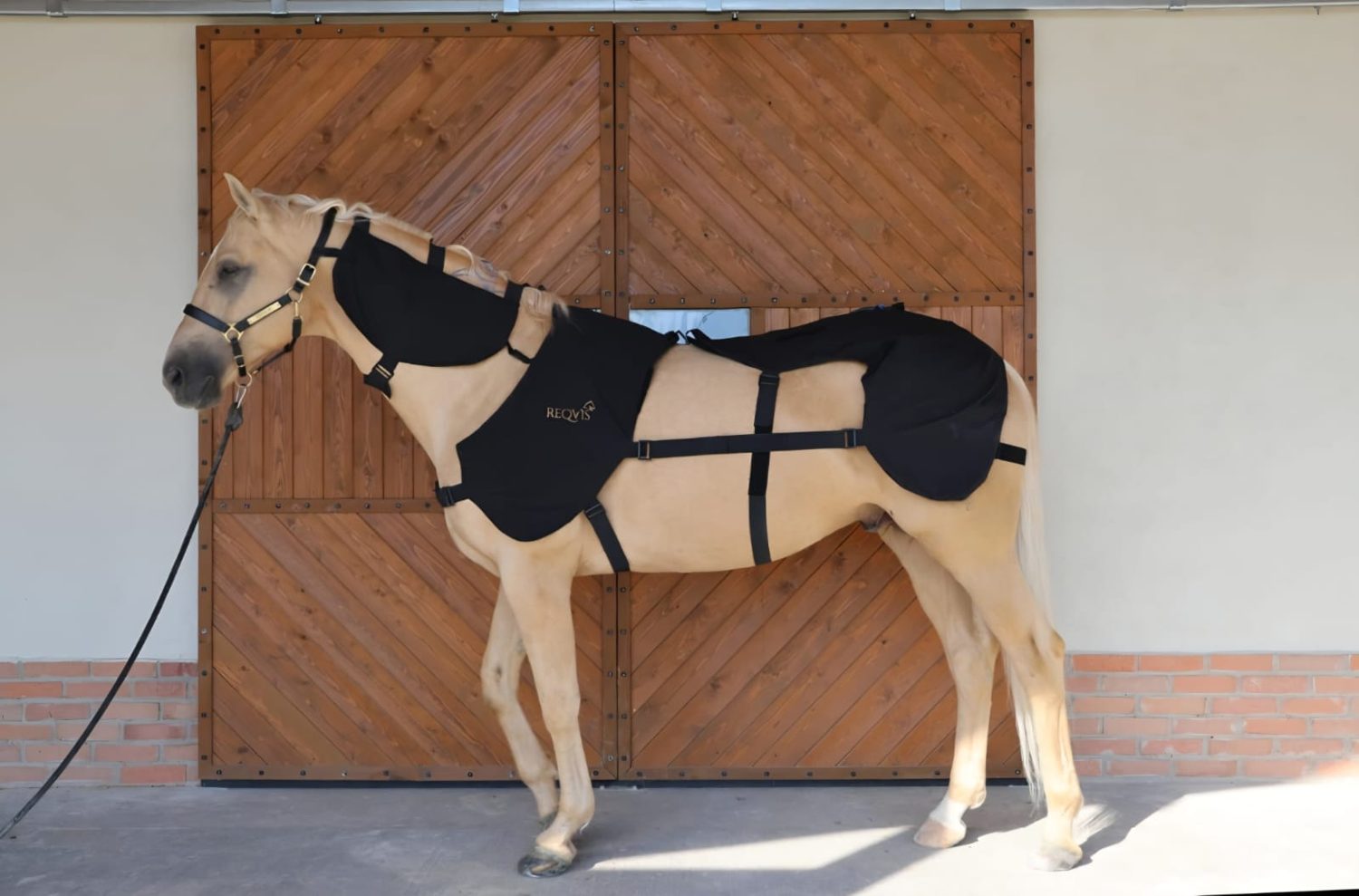 A horse wearing the REQVIS NMES/FES muscle-stimulation blanket